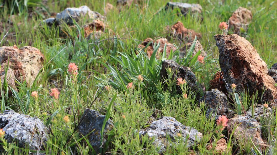 Coyote Ridge open space