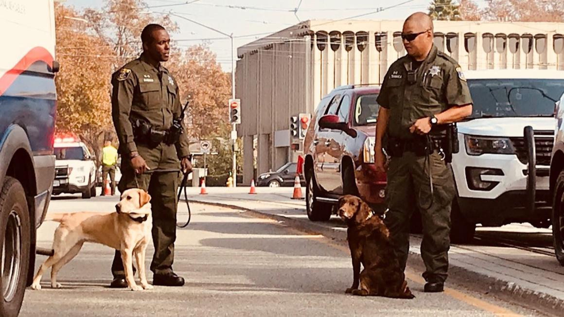 Yoshi and Nala bomb sniffing dogs with their handlers