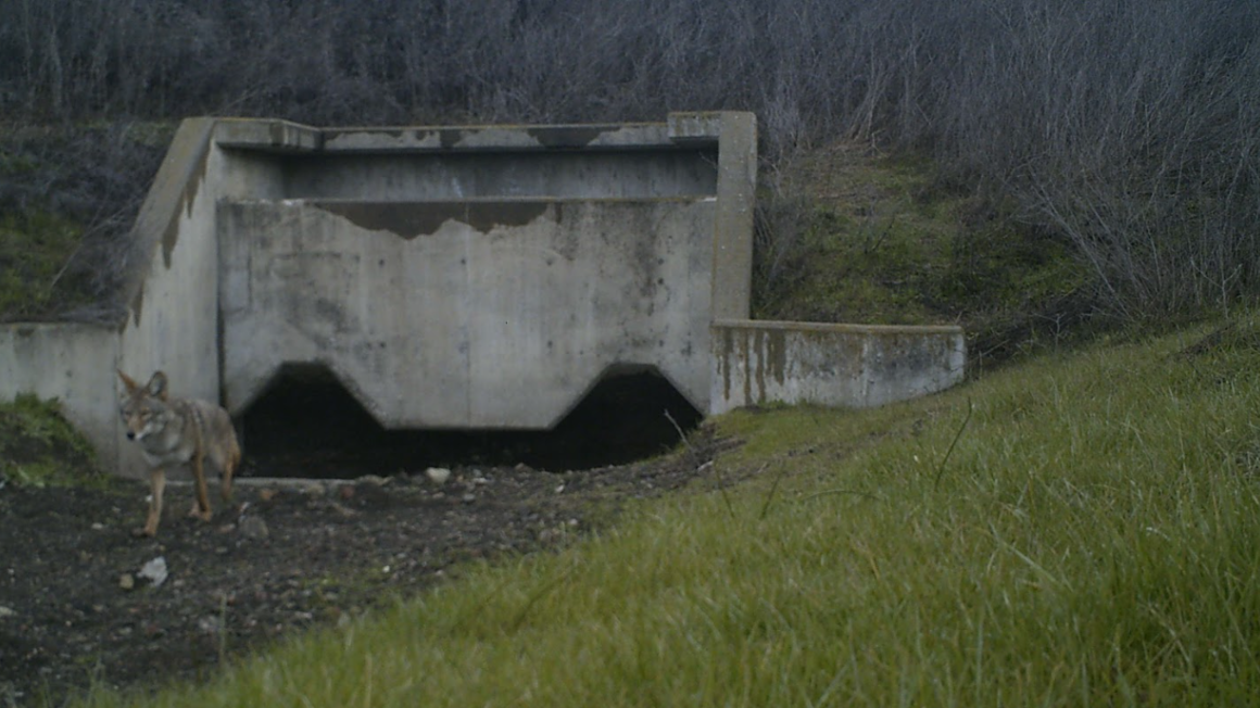 Coyote using wildlife crossing