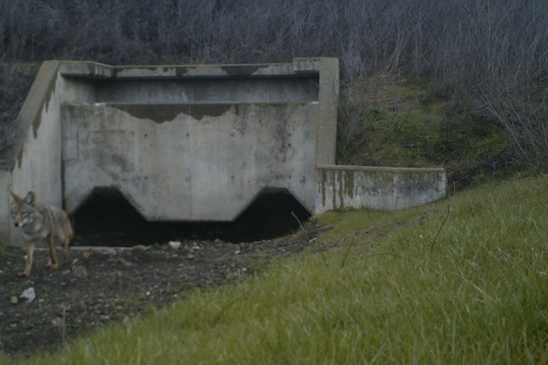 Coyote using wildlife crossing