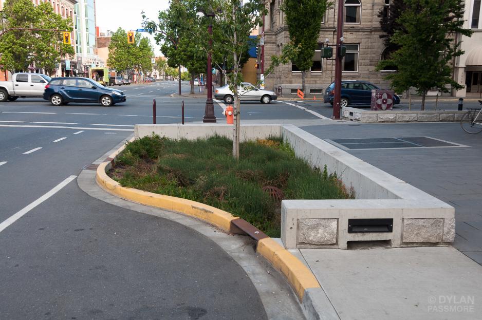 Photo of a rain garden in a curb extension.