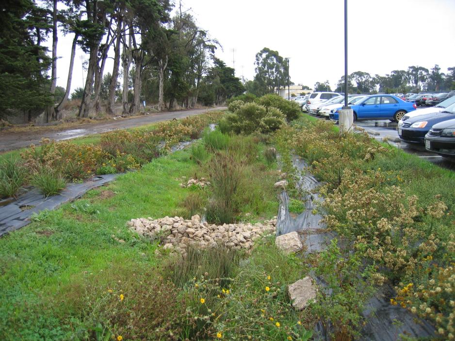 A photo of a vegetated swale next to a parking lot.