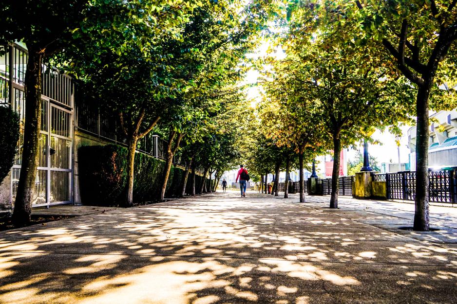 A photo of a wide pedestrian walkway with shade trees on both sides. 