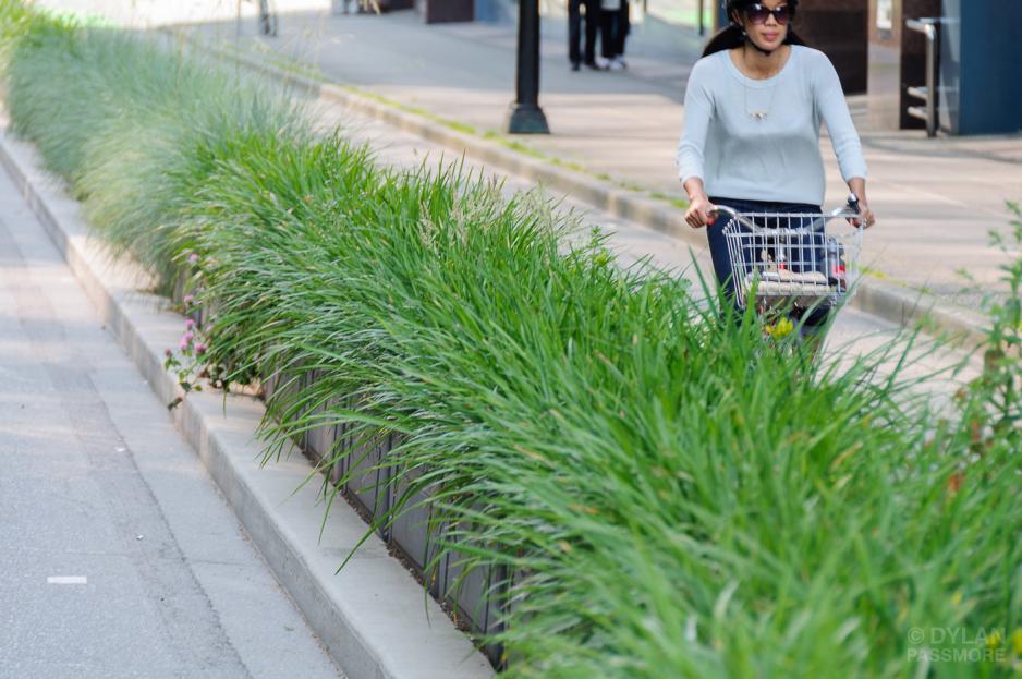 Photo of a person riding a bicycle with a helmet in a protected bikeway with planter boxes of large grasses between the bikeway and a vehicle lane