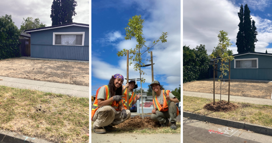 A front yard before and after planting one tree in East San Jose