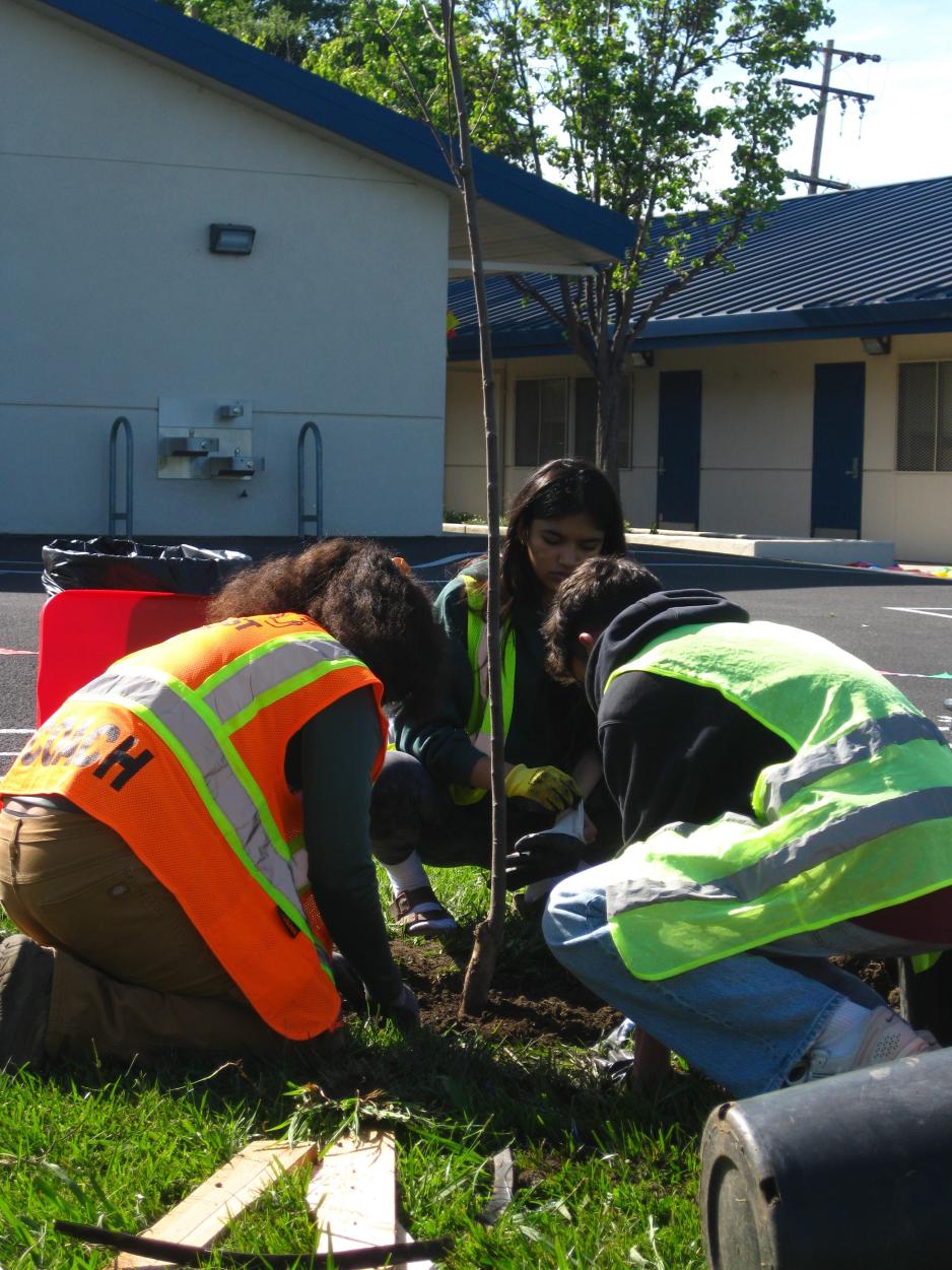 tree planting
